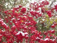 Firethorn after snowfall