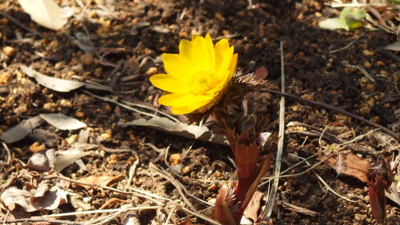 Firethorn
